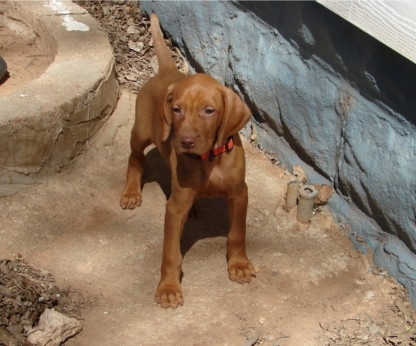 Medium Photo #2 Vizsla Puppy For Sale in AMORITA, OK, USA