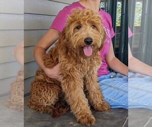 Goldendoodle (Miniature) Puppy for Sale in ELKTON, Kentucky USA