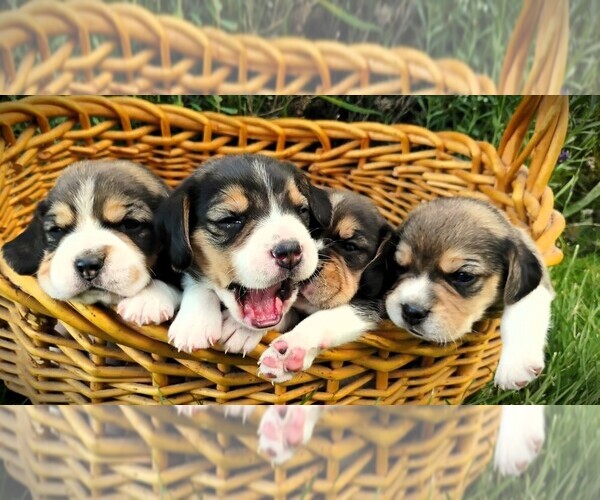 Medium Photo #1 Beagle Puppy For Sale in SPOKANE, WA, USA