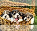 Image preview for Ad Listing. Nickname: Litter of 9
