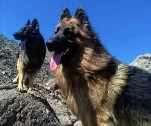 Medium Photo #8 King Shepherd Puppy For Sale in GRAND CANYON CAVERNS, AZ, USA