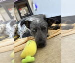 Small #4 Mutt