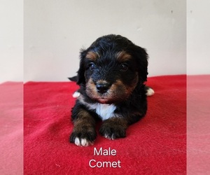 Aussiedoodle Miniature Puppy for sale in HUNTSVILLE, AL, USA