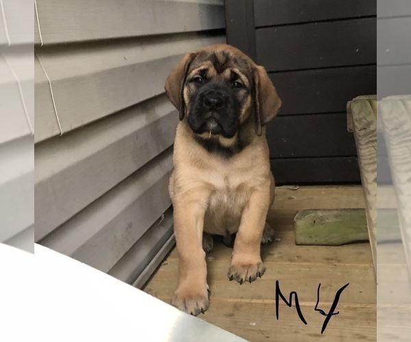 Medium Photo #4 Mastiff Puppy For Sale in APOLLO, PA, USA