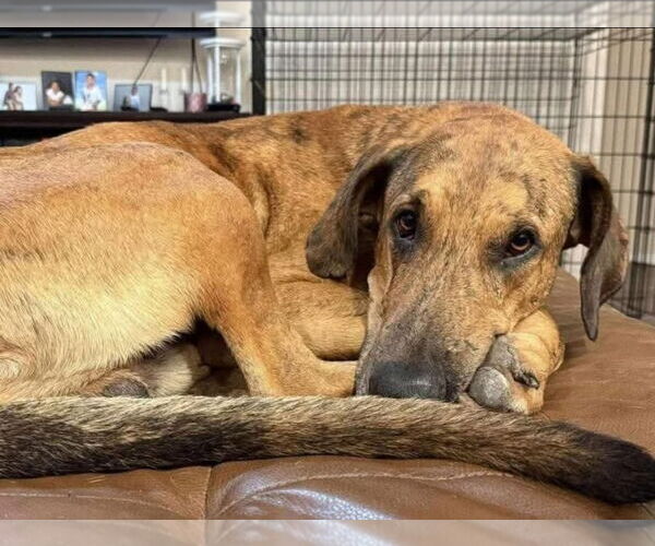 Medium Photo #3 Great Dane Puppy For Sale in Bullard, TX, USA