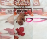 Small Photo #16 Golden Retriever Puppy For Sale in SANTA BARBARA, CA, USA