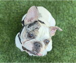 Small #1 French Bulldog