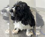 Small #3 Cocker Spaniel
