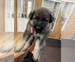 Small #3 German Shepherd Dog