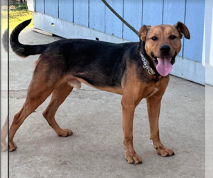 Mutt Dogs for adoption in Cranston, RI, USA