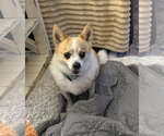 Suzie - Female Chihuahua-Unknown Mix Dog for Adoption - Small photo