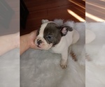 Puppy 3 American Bully-French Bulldog Mix