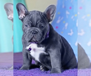 French Bulldog Puppy for sale in HOLLYWOOD, FL, USA