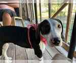 Small #1 Beagle Mix