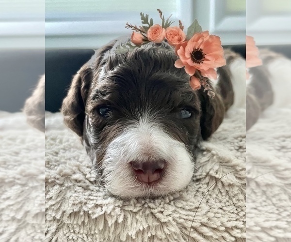 Medium Photo #9 Poodle (Standard) Puppy For Sale in ROCKVILLE, MD, USA