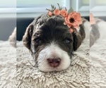 Small #8 Poodle (Standard)