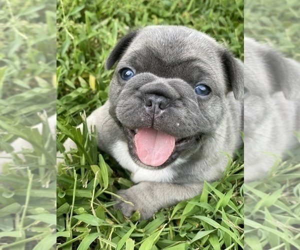 Medium Photo #4 French Bulldog Puppy For Sale in MIRAMAR, FL, USA