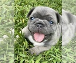 Small Photo #4 French Bulldog Puppy For Sale in MIRAMAR, FL, USA