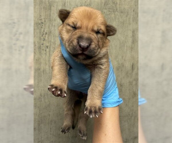 Medium Photo #2 Mutt Puppy For Sale in San Bernardino, CA, USA