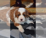 Small Photo #13 Cavapoo (Miniature) Puppy For Sale in GREENWOOD, WI, USA