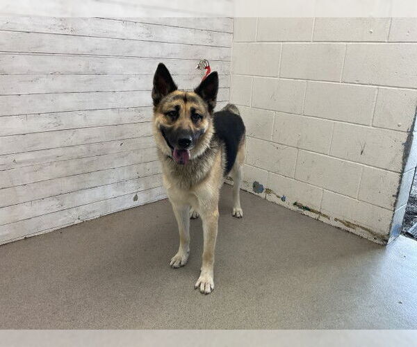 Medium Photo #1 German Shepherd Dog Puppy For Sale in San Bernardino, CA, USA