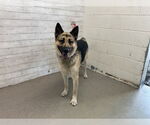 Small German Shepherd Dog
