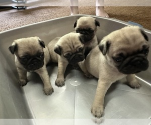 Pug Puppy for sale in JACKSON, KY, USA
