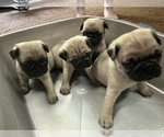 Small Pug