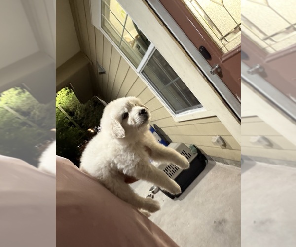 Medium Photo #3 Great Pyrenees Puppy For Sale in DEL VALLE, TX, USA
