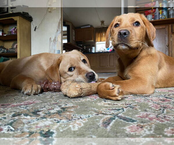 Medium Photo #8 Mutt Puppy For Sale in Lewistown, PA, USA
