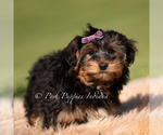Small #2 Yorkipoo