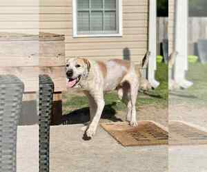 American Staffordshire Terrier-Great Pyrenees Mix Dogs for adoption in Jacksonville, NC, USA