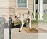 Small American Staffordshire Terrier-Great Pyrenees Mix
