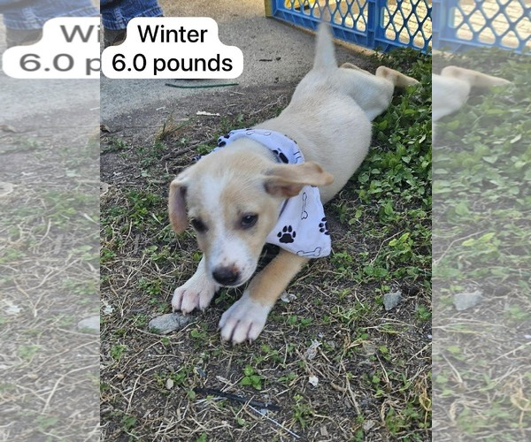 Medium Photo #2 Chihuahua-Labrador Retriever Mix Puppy For Sale in Virginia Beach, VA, USA