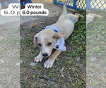 Small #1 Chihuahua-Labrador Retriever Mix