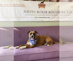 Small #21 Boxer Mix
