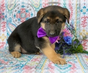 German Shepherd Dog Puppy for sale in LANCASTER, PA, USA