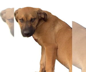 Labrador Retriever-Unknown Mix Dogs for adoption in Asher, OK, USA