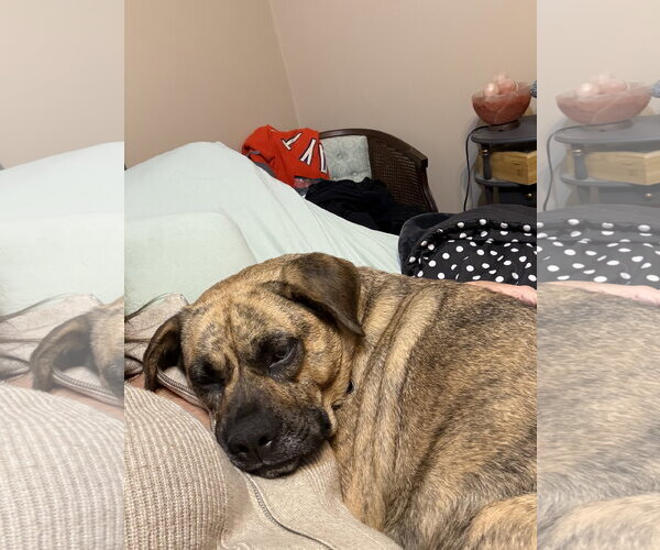 Medium Photo #16 Plott Hound-Unknown Mix Puppy For Sale in Rockaway, NJ, USA