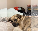 Small #15 Plott Hound Mix
