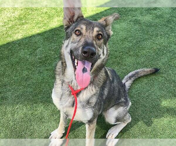 Medium Photo #2 German Shepherd Dog Puppy For Sale in Orange, CA, USA