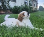 Small #1 Cockapoo-Poodle (Miniature) Mix