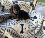 Image preview for Ad Listing. Nickname: Dixies cutie