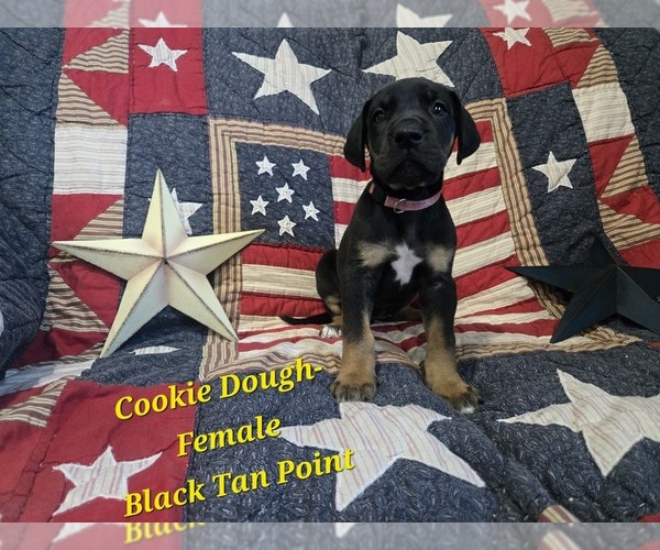 Medium Photo #5 Great Dane Puppy For Sale in HALIFAX, PA, USA