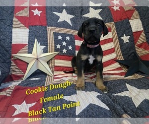 Medium Great Dane