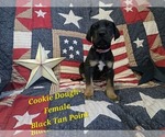 Puppy Cookie Dough Great Dane