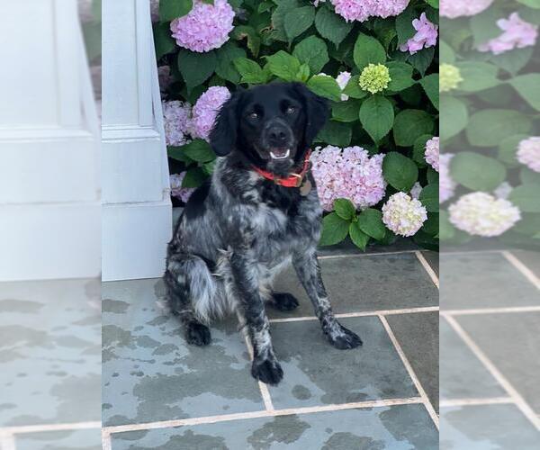 Medium Photo #2 Brittany Puppy For Sale in Curwensville, PA, USA