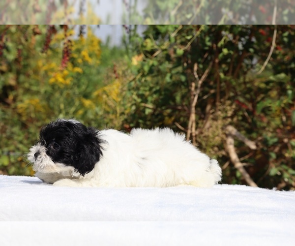 Medium Photo #26 ShihPoo Puppy For Sale in DYERSBURG, TN, USA