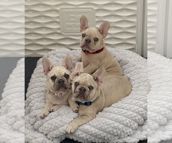 Medium Photo #4 French Bulldog Puppy For Sale in LAKE CITY, FL, USA