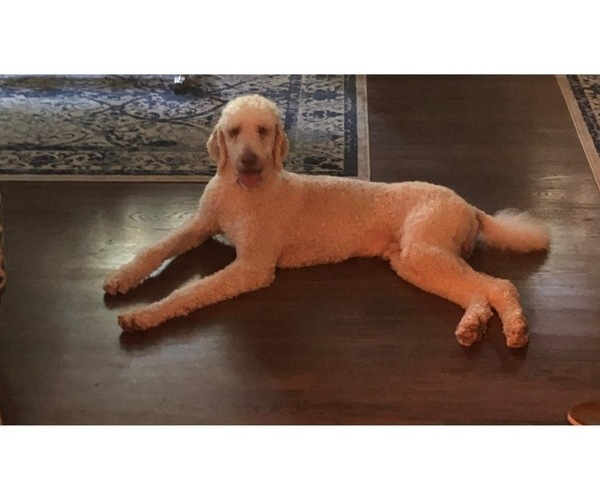 Medium Photo #1 Goldendoodle Puppy For Sale in TIMMONSVILLE, SC, USA